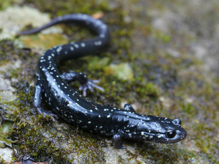 Slimy Salamander